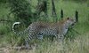 timbavati wildlife 20