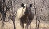 klaserie wildlife 12