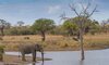 klaserie wildlife
