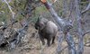 Kruger national Park black rhino 27