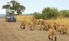 kruger national park lions pride
