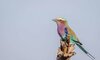 birdlife - timbavati wildlife reserve - shindzela safari camp