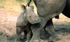 kruger classic safari images 4