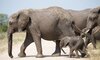 buffelshoek ndzhaka manyeleti game drive 6