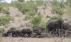 manyeleti wildlife ndzhaka beffelshoek