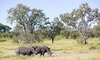 ndzhaka buffelshoek manyeleti game drive 2