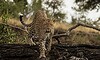 malamala-leopard