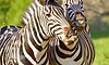 chisomo karongwe images kruger 20