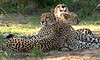 chisomo karongwe images kruger 25
