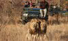 googyear safari sabi sabi little bush silvan one and only cape town winelands blue train 10