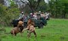 googyear safari sabi sabi little bush silvan one and only cape town winelands blue train 13