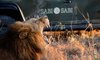 googyear safari sabi sabi little bush silvan one and only cape town winelands blue train 16
