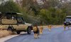 kruger national park south africa safari game drive