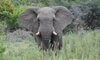 Thornybush 7