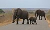 kruger shalati train on the bridge images 3