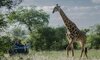 sabi sabi bush lodge sabi sands bookings 59