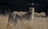 sabi sabi little bush camp sabi sands lodges reservations 1