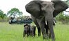 sabi sabi little bush camp sabi sands lodges reservations 26