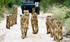 sabi sabi little bush camp sabi sands lodges reservations 33