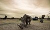 sabi sabi selati camp sabi sands bookings 28