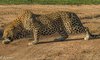 thornybush 28
