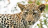 andBeyond kirkmans Kamp sabi sands lodges reservations bookings 28