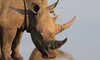 KwaMbili Game Lodge Thornybush 37