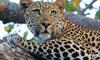 KwaMbili Game Lodge Thornybush 38