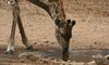 KwaMbili Game Lodge Thornybush 40