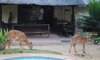 Marcs Treehouse Lodge 2