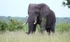Tented adventures pretoriuskop kruger national park kruger camping safari 32