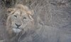 Tented adventures pretoriuskop kruger national park kruger camping safari 37