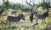 Tremisana Game Lodge Balule Game Reserve 1