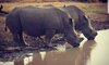Tremisana Game Lodge Balule Game Reserve 2