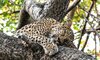 jabulani safari lodge camp kruger kapama images 108