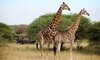 jabulani safari lodge camp kruger kapama images 34