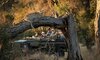 malamala camp images sabi sands lodges 16