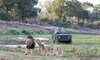 malamala camp images sabi sands lodges 34