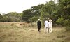 andBeyond Phinda Mountain Lodge Kwazulu natal phinda game reserve 39