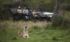 andBeyond Phinda Mountain Lodge Kwazulu natal phinda game reserve 44