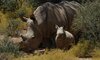 Rhino Kruger Park Game Drives