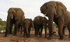 Victoria Falls Safari Lodge Zimbabwe 1