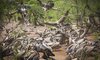 Victoria Falls Safari Lodge Zimbabwe 25