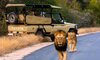 kruger game drive lions