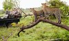leopard safari south africa game drive