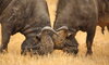 buffalo rudi hulshof