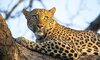 leopard andre fourie