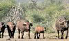 Buffalo 1