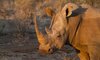 RHINO IN THAKADU