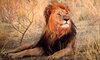 lion IN BUFFALO